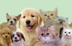 ☆「ペットと暮らす」お部屋特集☆