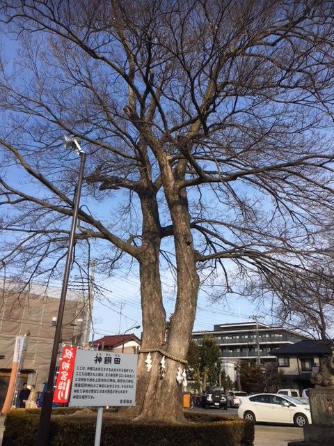 御神木～とても大きな木ですよ(^O^)
