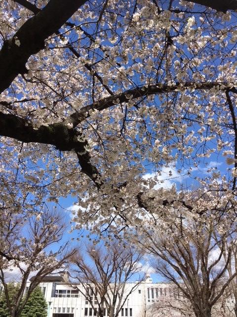 並木町東児童遊園の桜です♪