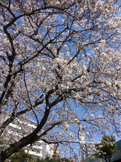 西川口駅付近でもあちらこちらで桜を見ることができます。