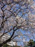 桜が満開です!(^^)!