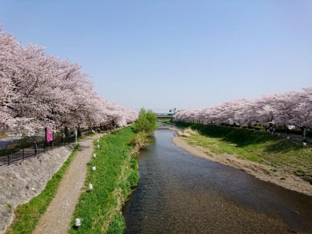 川の両側に桜が満開です☆